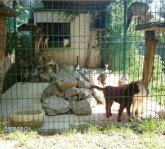 ecole du chat maursois 1